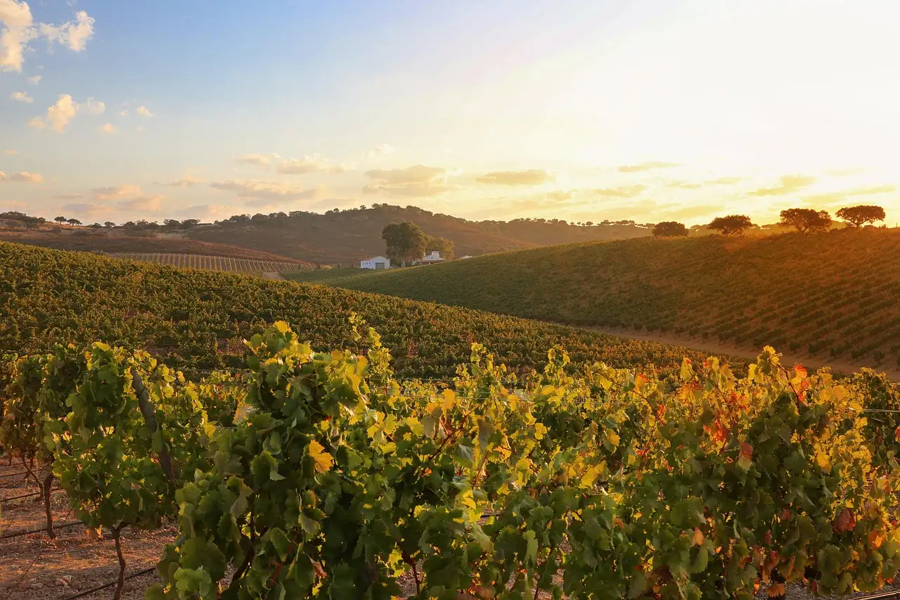 Rows of vines on rolling Alentejo hills in golden evening light