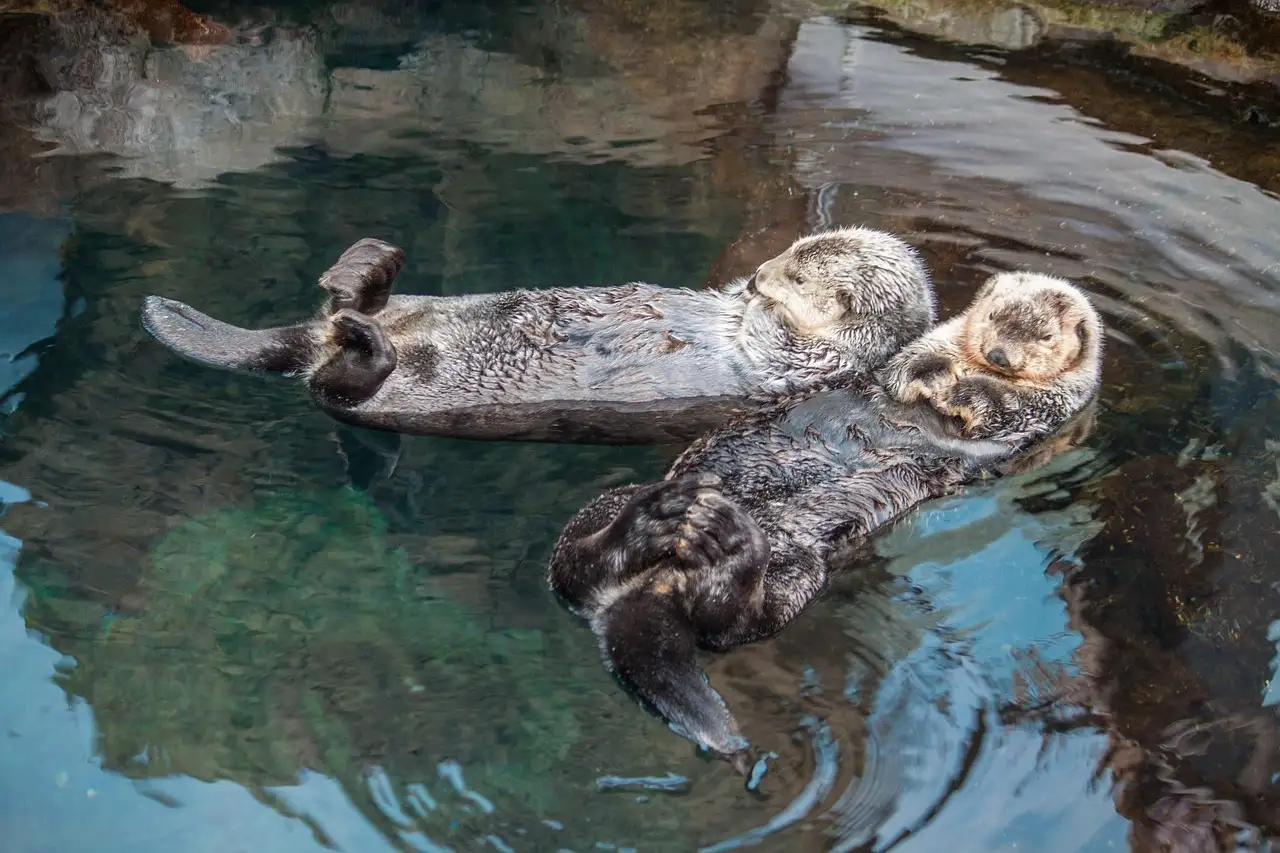 Two sea otters floating on their backs side by side in clear green water in an aquarium pool