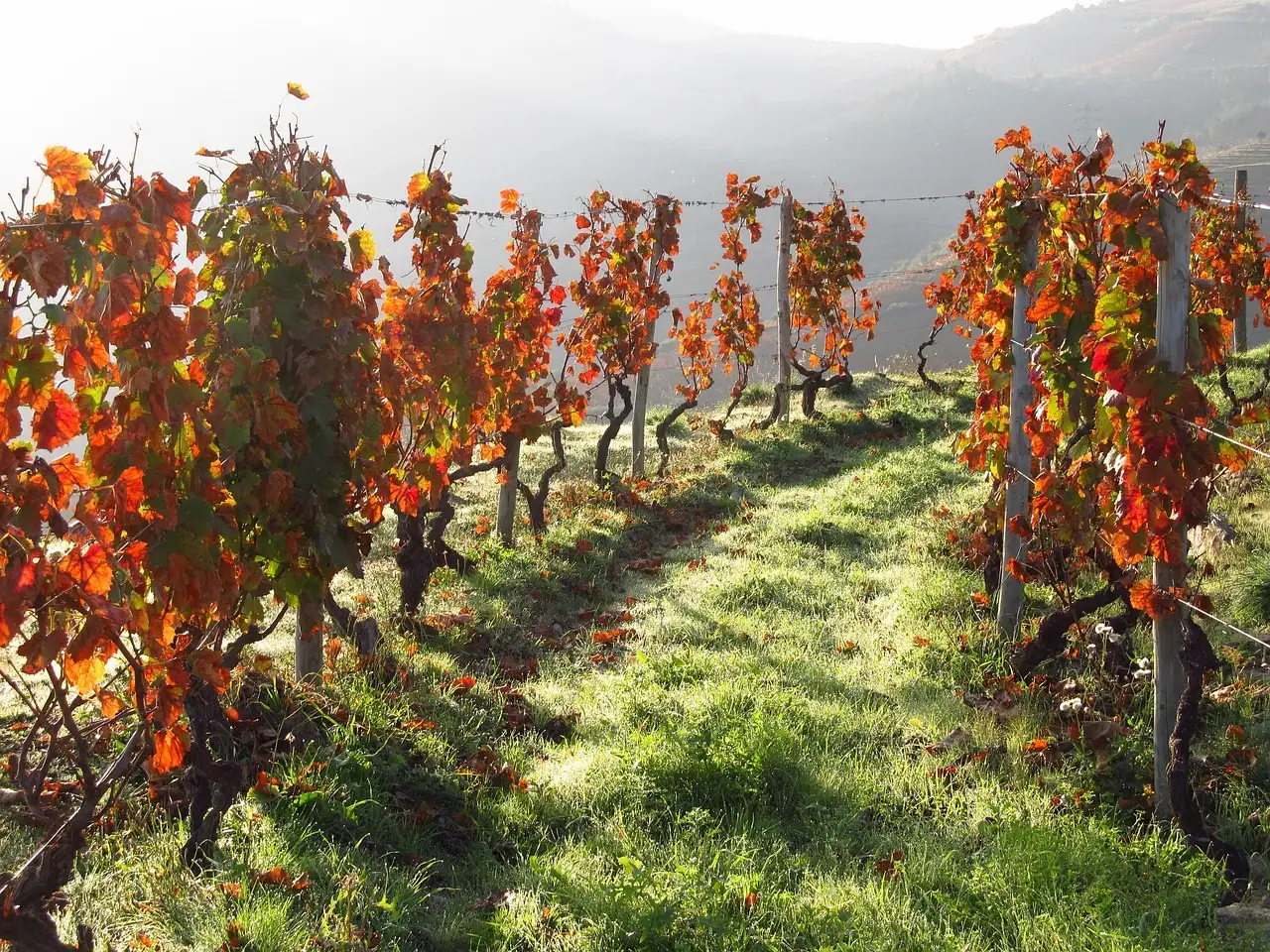 Rows of vines in autumn colours in a Douro vineyard