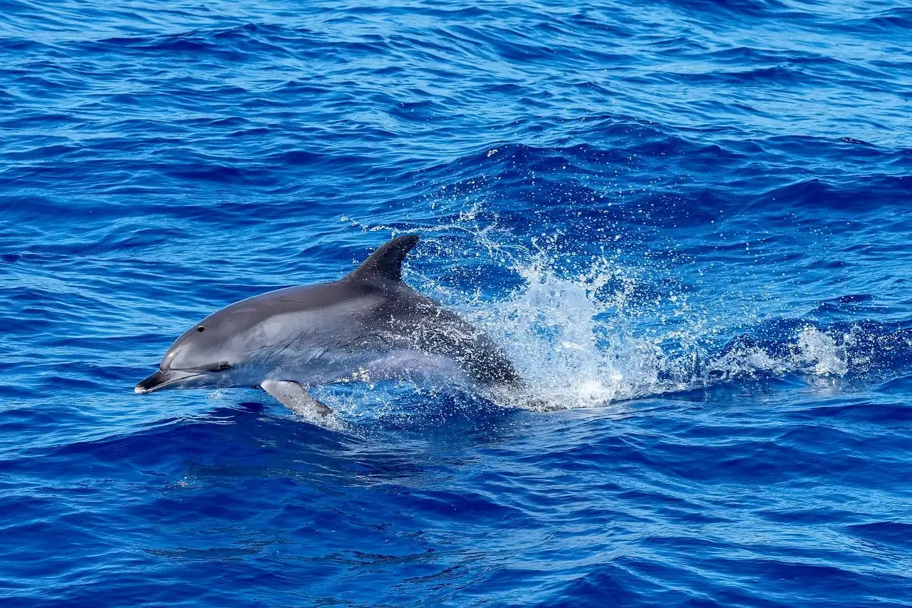 A dolphin leaping through splashing blue sea water