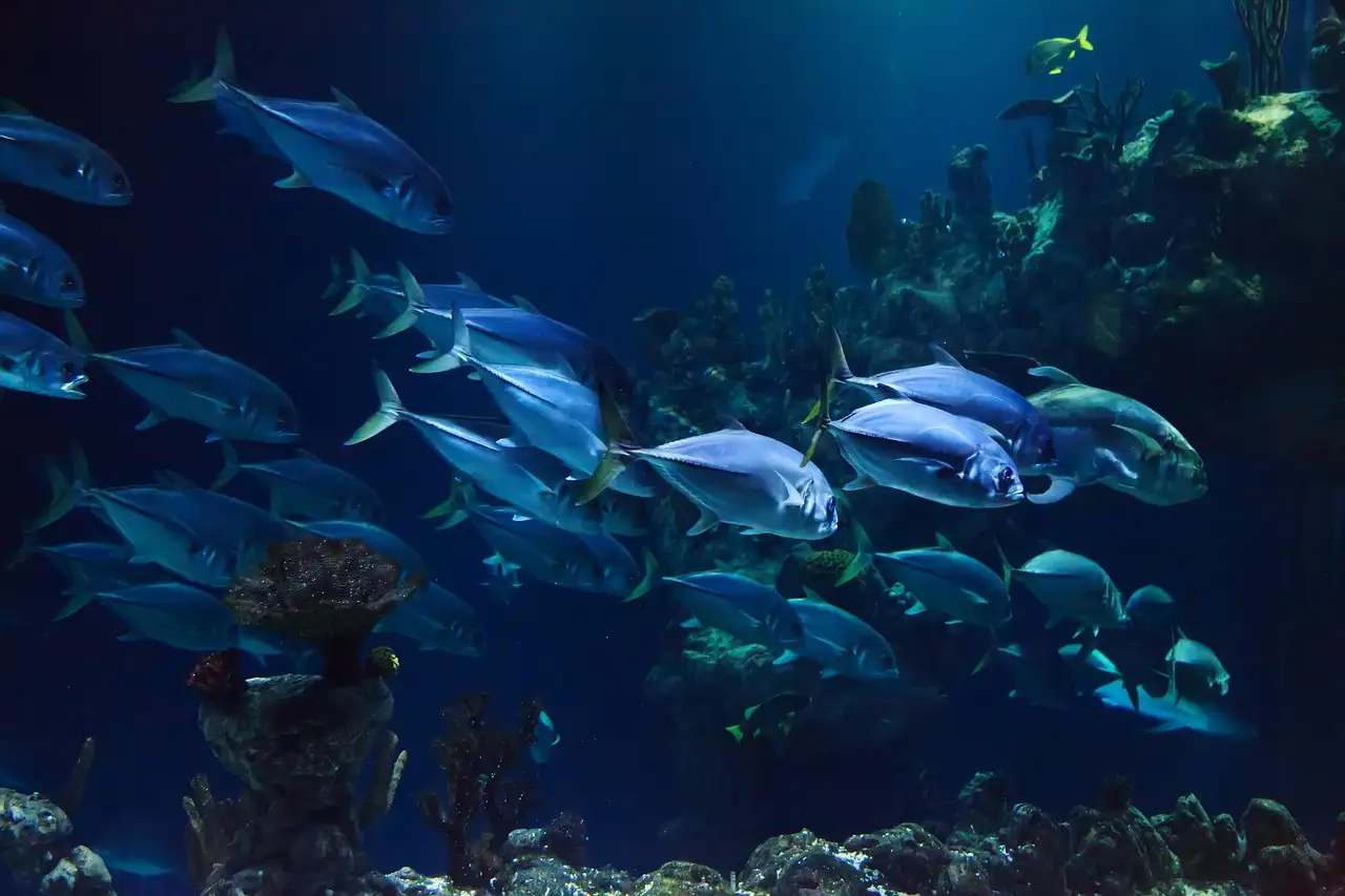 School of silvery fish swimming in a large blue-lit aquarium tank