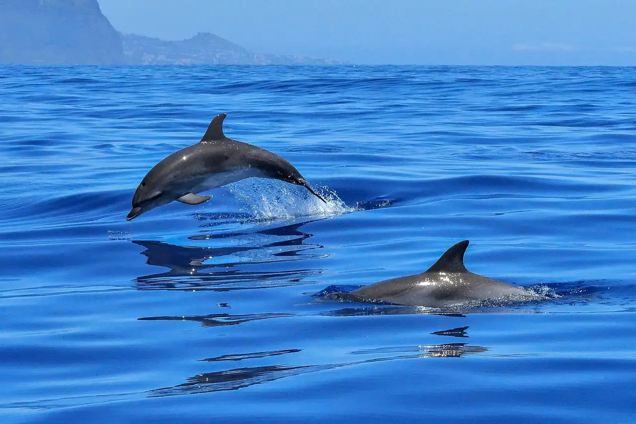 Two dolphins surfacing in the calm deep-blue open sea
