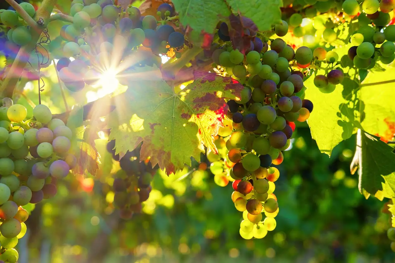 Bunches of ripe grapes on the vine lit by low sun through the leaves